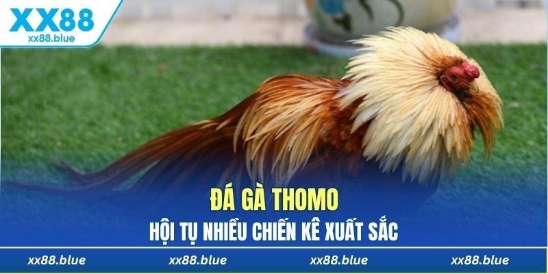 Đá gà Thomo hội tụ nhiều giống chiến kê xuất sắc