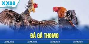 Đá gà Thomo