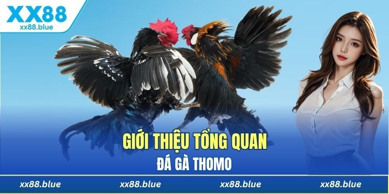 Thông tin cần nắm về giải đá gà Thomo