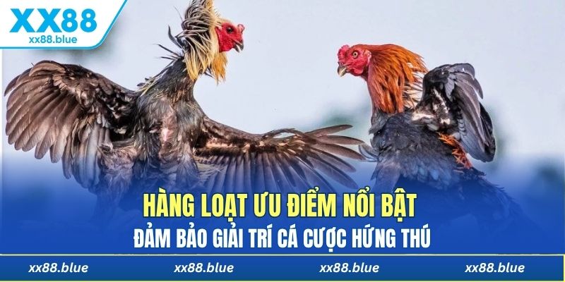 Hàng loạt ưu điểm nổi bật đảm bảo giải trí cá cược hứng thú