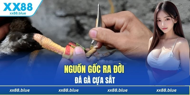 Tìm hiểu lịch sử ra đời của đá gà cựa sắt