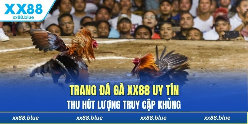 Trang đá gà XX88 uy tín thu hút lượng truy cập khủng